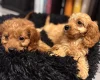Cavapoo