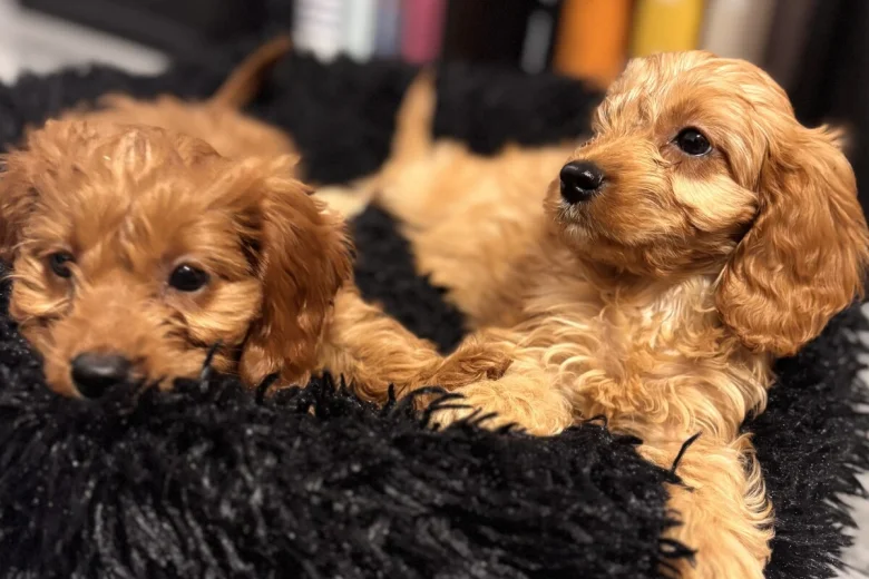 Cavapoo