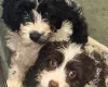 Cavapoo