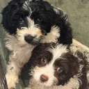 Cavapoo