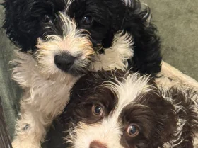 Cavapoo