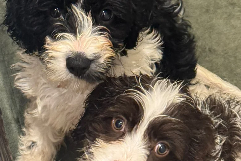 Cavapoo