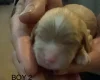 Cavapoo