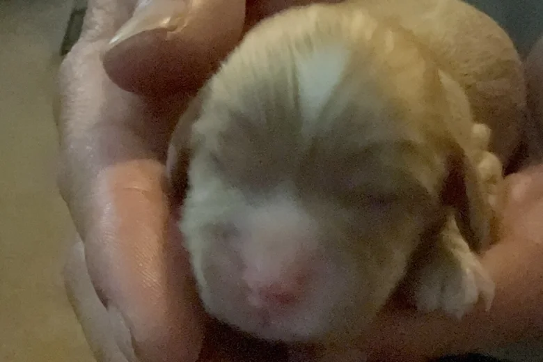 Cavapoo