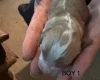 Cavapoo