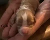 Cavapoo