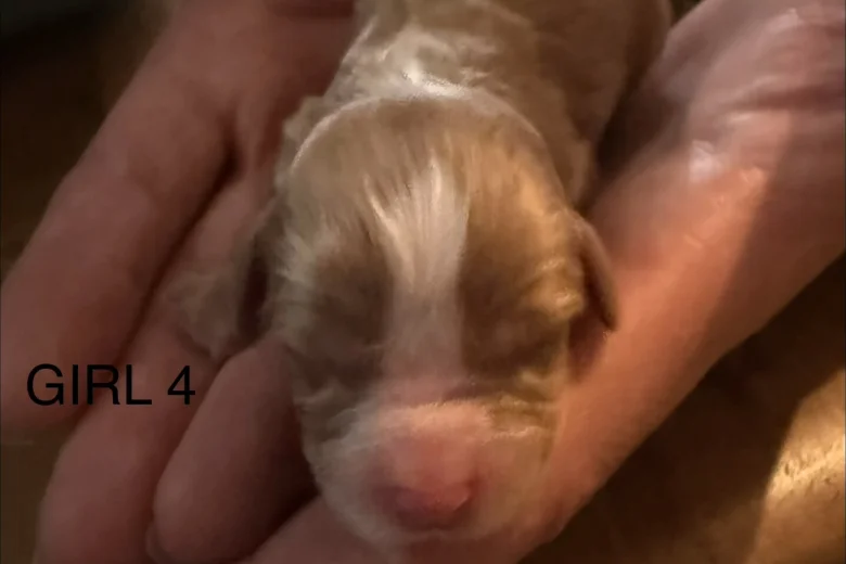 Cavapoo