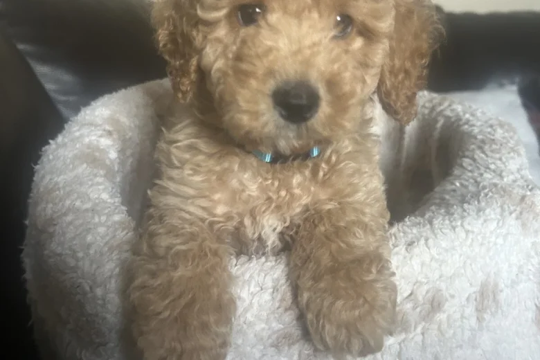 Cavapoo