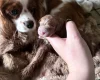 Cavapoo