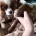 Cavapoo