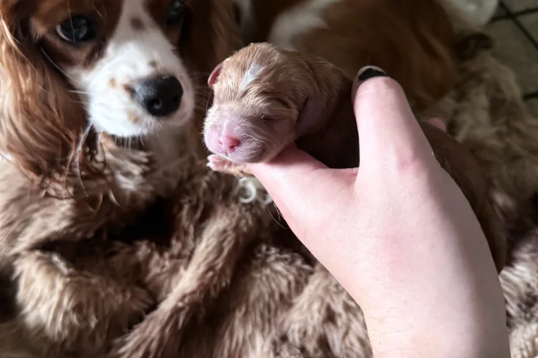 Cavapoo