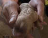 Cavapoo