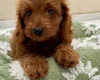 Cavapoo