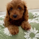 Cavapoo