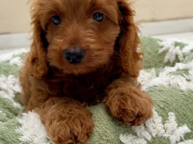 Cavapoo