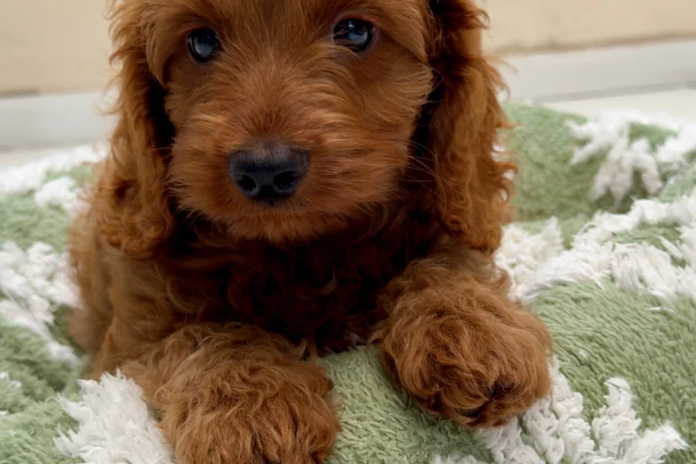 Cavapoo