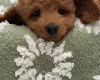 Cavapoo
