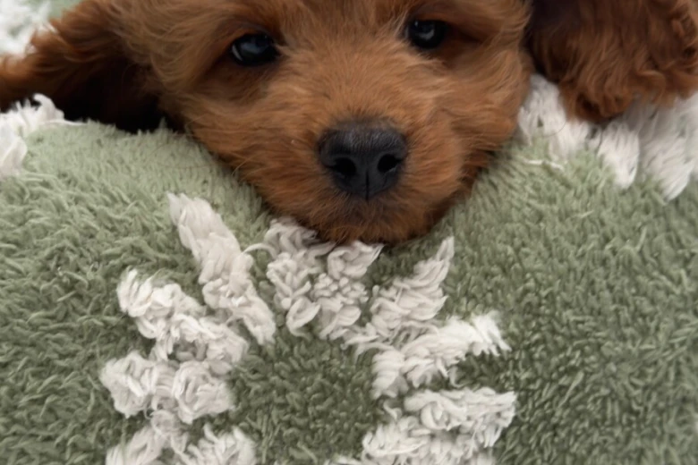 Cavapoo