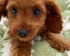 Cavapoo