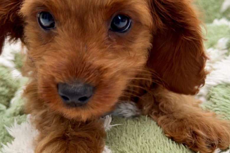 Cavapoo