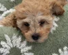 Cavapoo