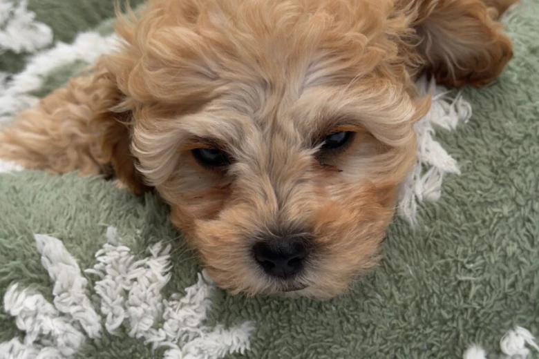 Cavapoo