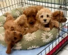 Cavapoo
