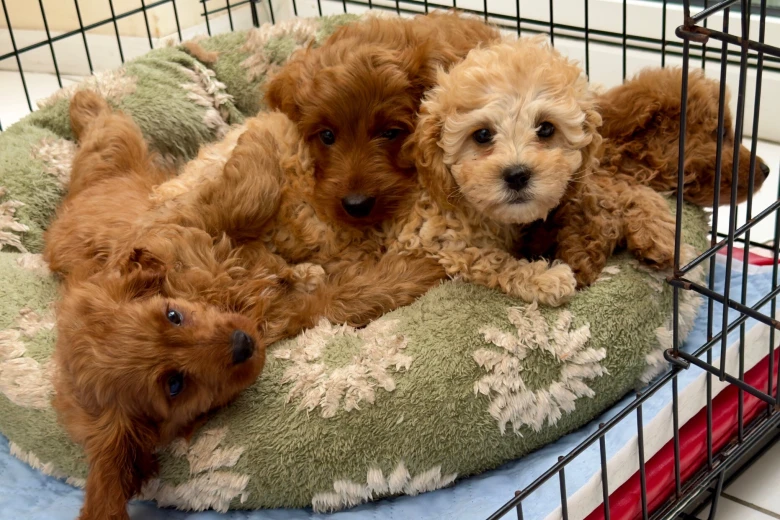 Cavapoo