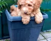Cavapoo