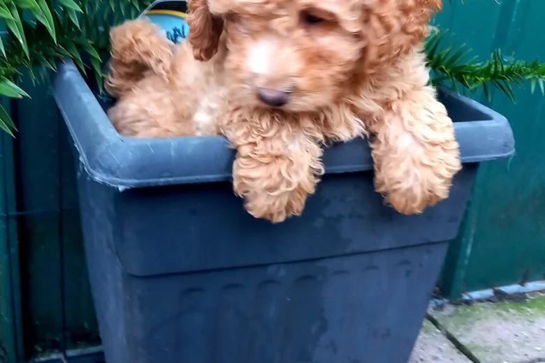 Cavapoo