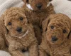 Cavapoo