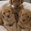 Cavapoo