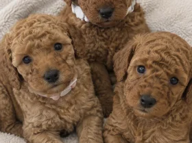Cavapoo