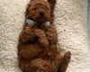 Cavapoo
