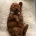 Cavapoo