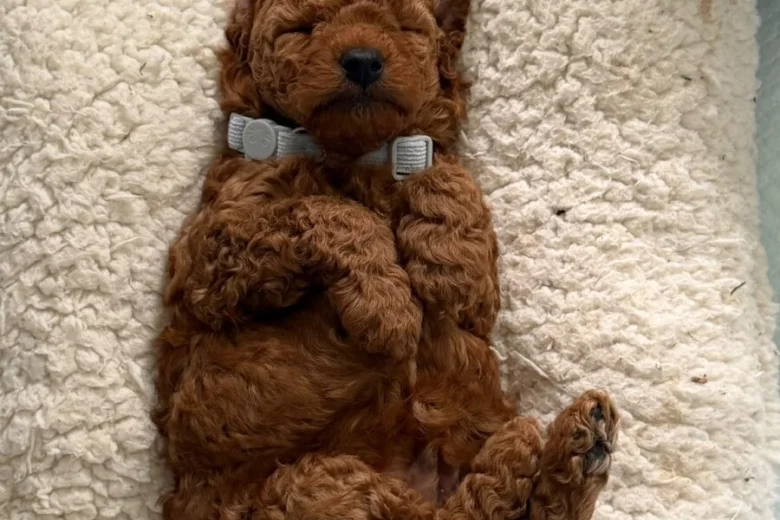 Cavapoo