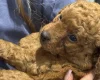 Cavapoo