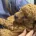 Cavapoo
