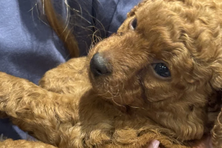 Cavapoo
