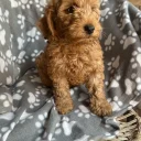Cavapoo