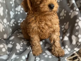 Cavapoo