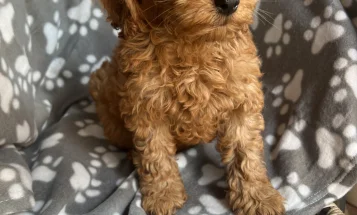 Cavapoo