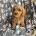 Cavapoo