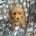 Cavapoo
