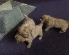 Cavapoo