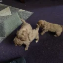 Cavapoo