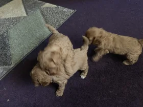 Cavapoo