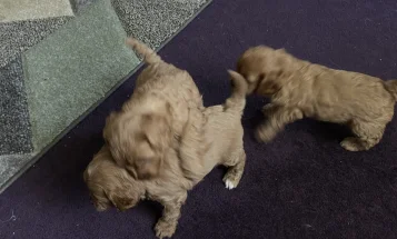 Cavapoo