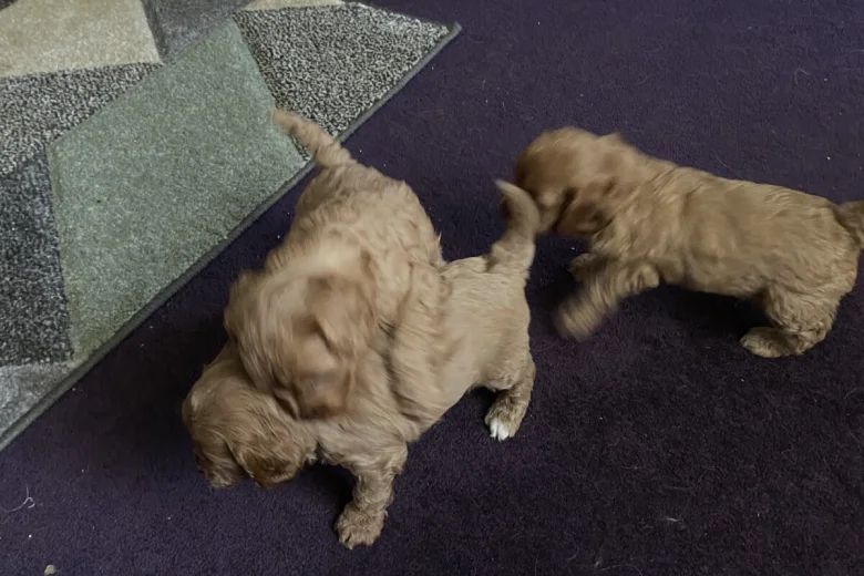 Cavapoo