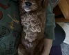 Cavapoo